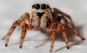 Spider